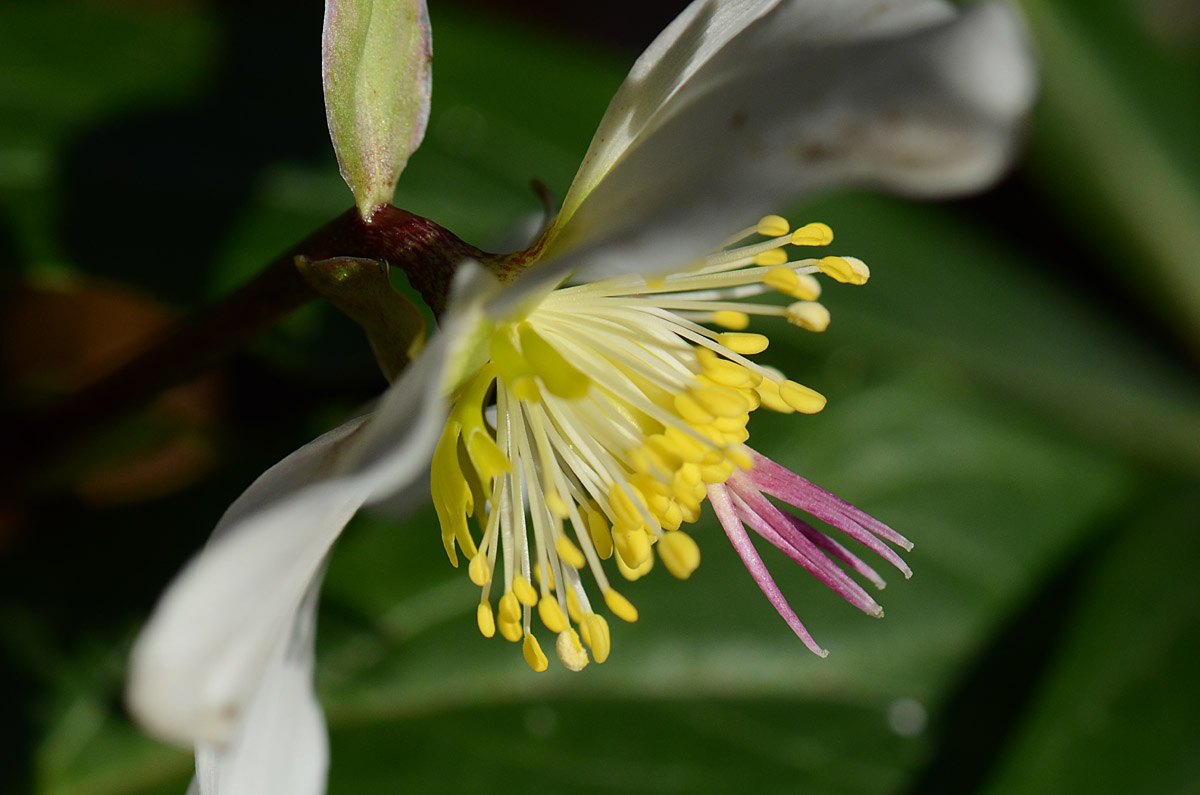 Helleborus niger / Rosa di Natale